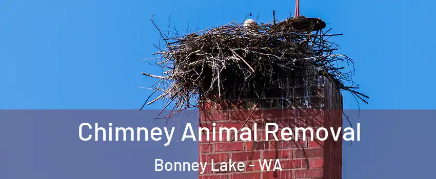 Chimney Animal Removal Bonney Lake - WA